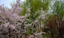 国产春色在线,探寻中国电影中的青春与色彩