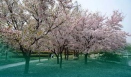 国产春色在线,探寻中国电影中的青春与色彩